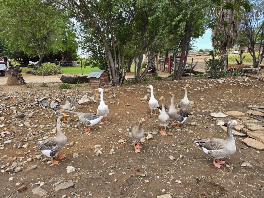 Commercial Property for Sale in Upington Rural Northern Cape